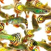 Cobra Guppy