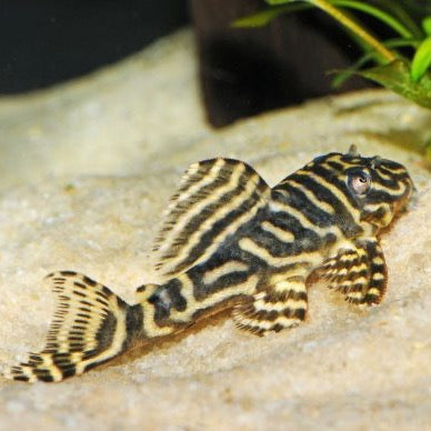 L129 Colombian Zebra Pleco
