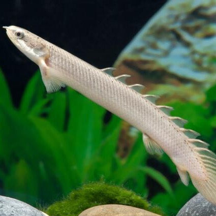 Longfin Senegal Bichir