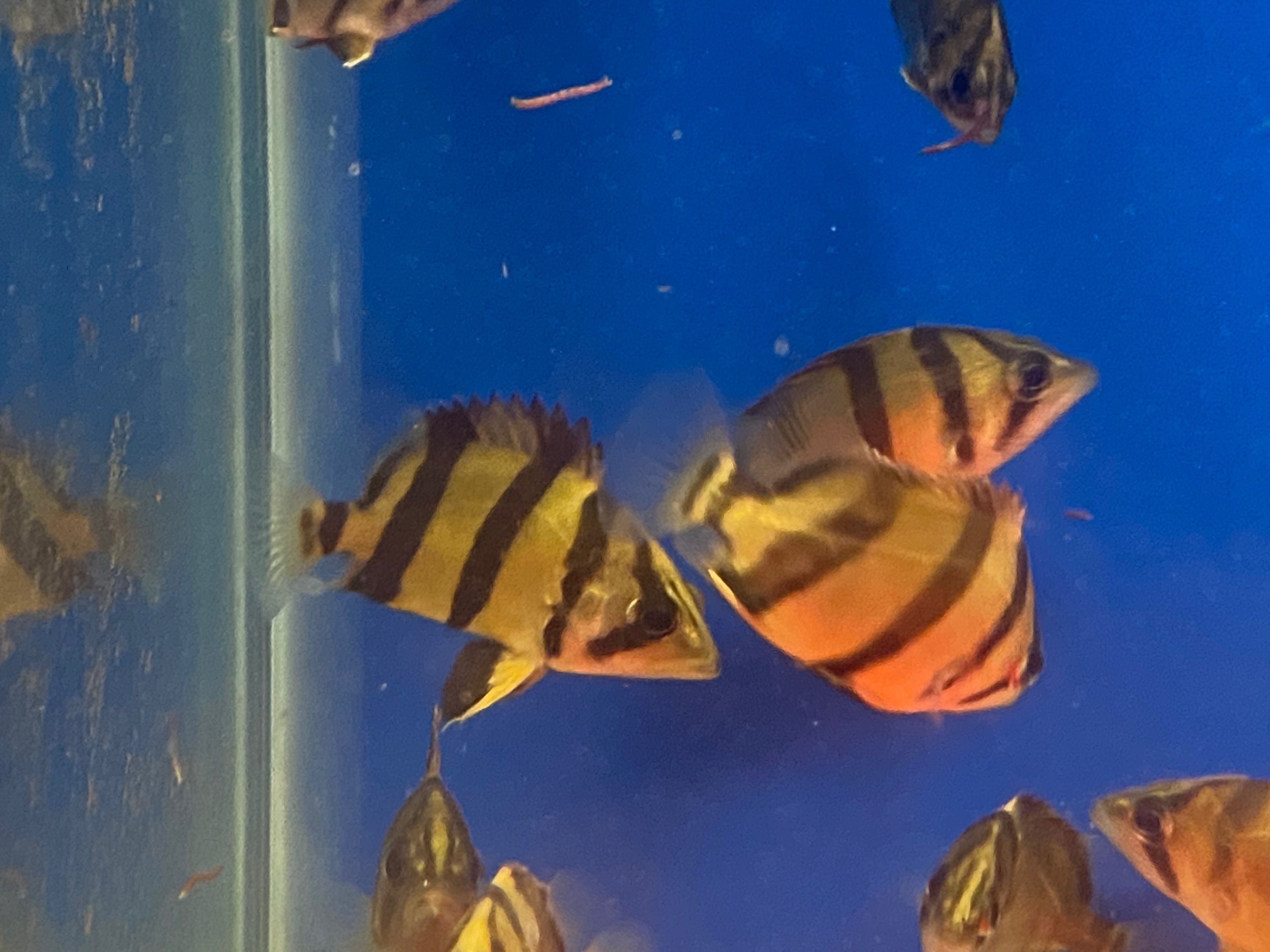 Datnoides – J4 aquatics