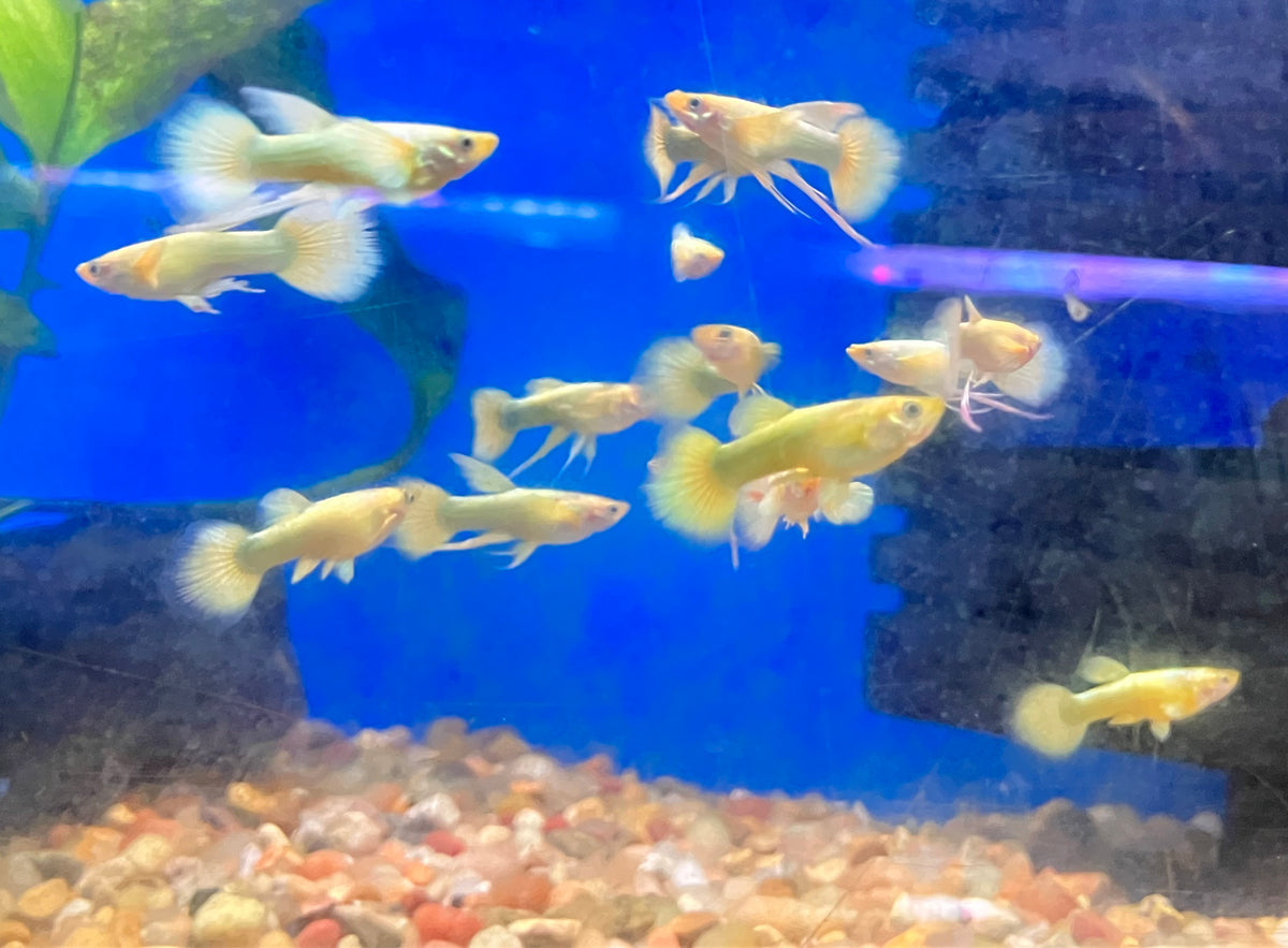 Full Gold Ribbon Guppy (M/F Pair)