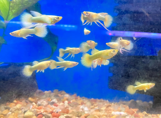 Full Gold Ribbon Guppy (M/F Pair)