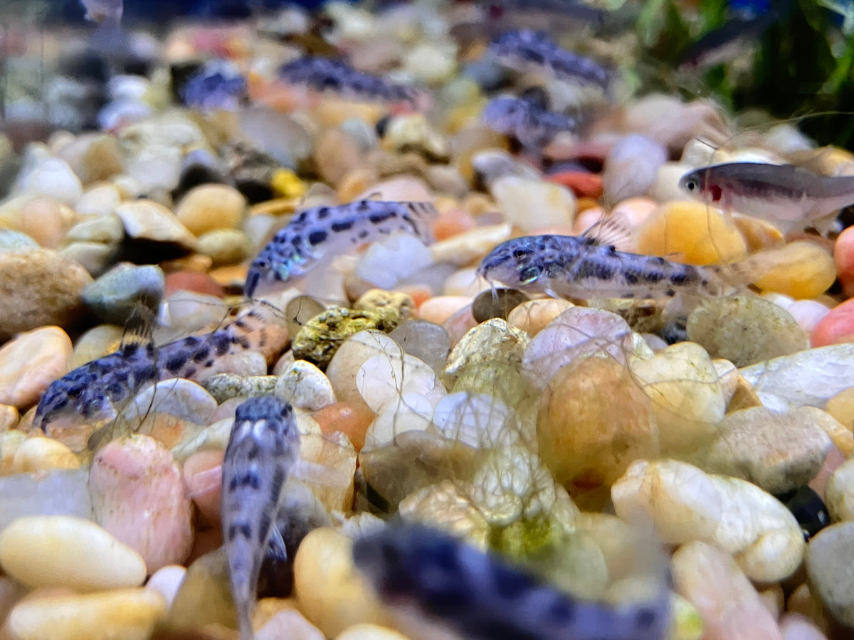 Aspidoras spilotus Dwarf Catfish (3-Pack)