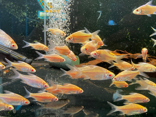 Albino Tinfoil Barbs 2”