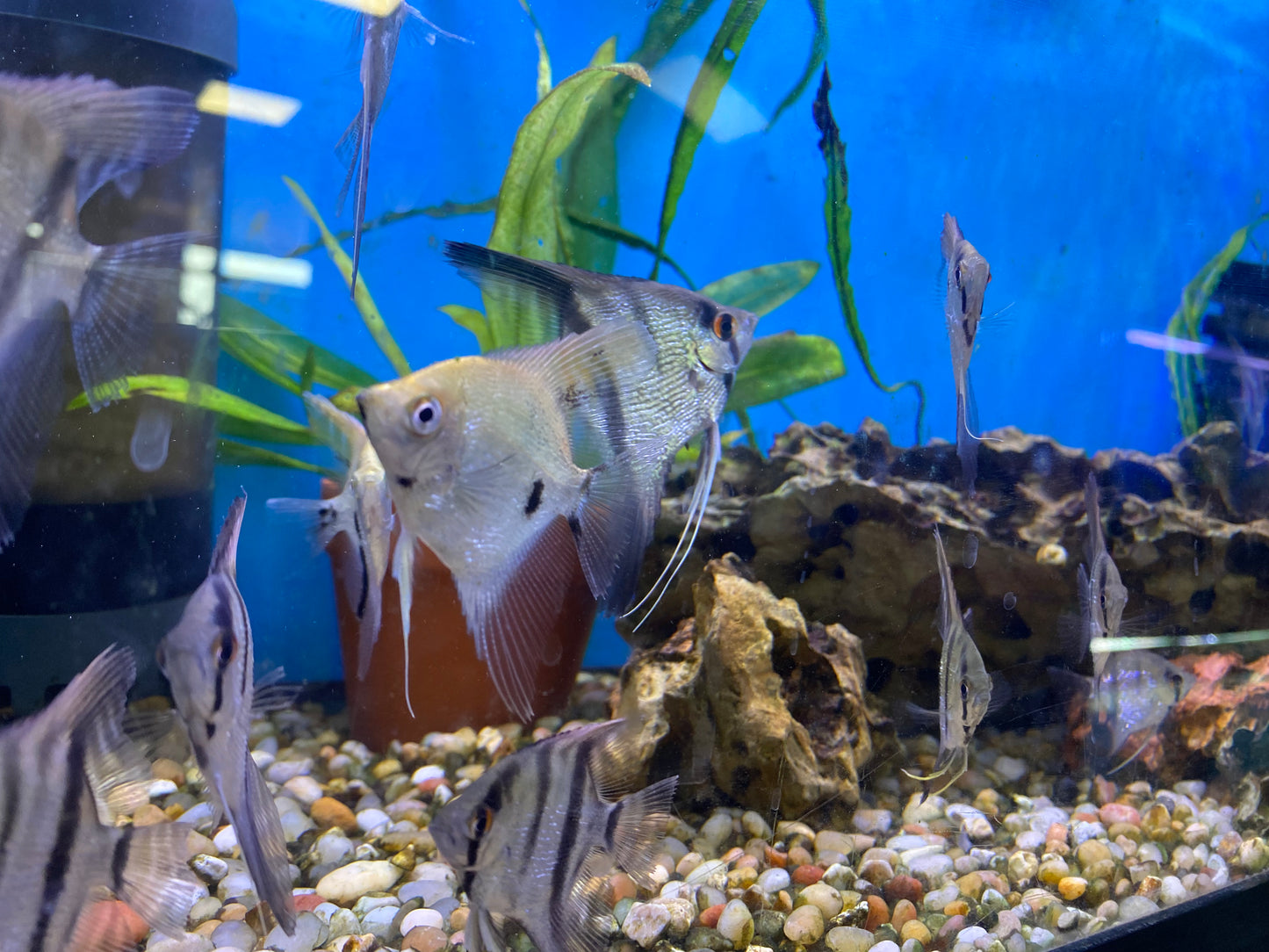 Pearl Scale Angelfish 1.5"-2"
