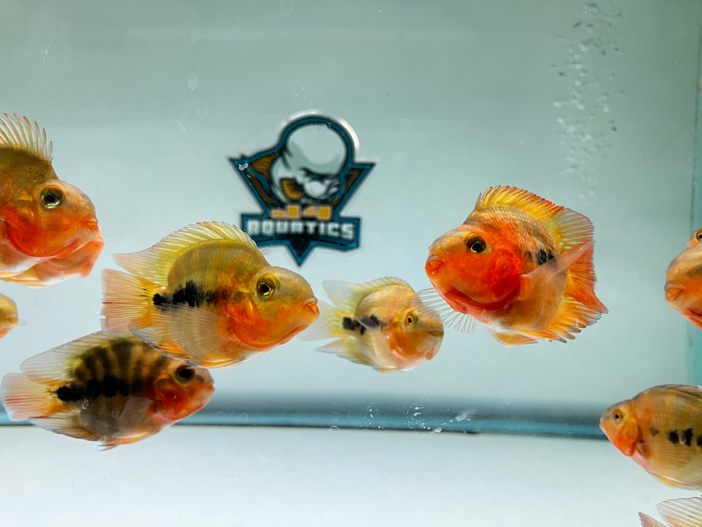 Fire Parrot Cichlid