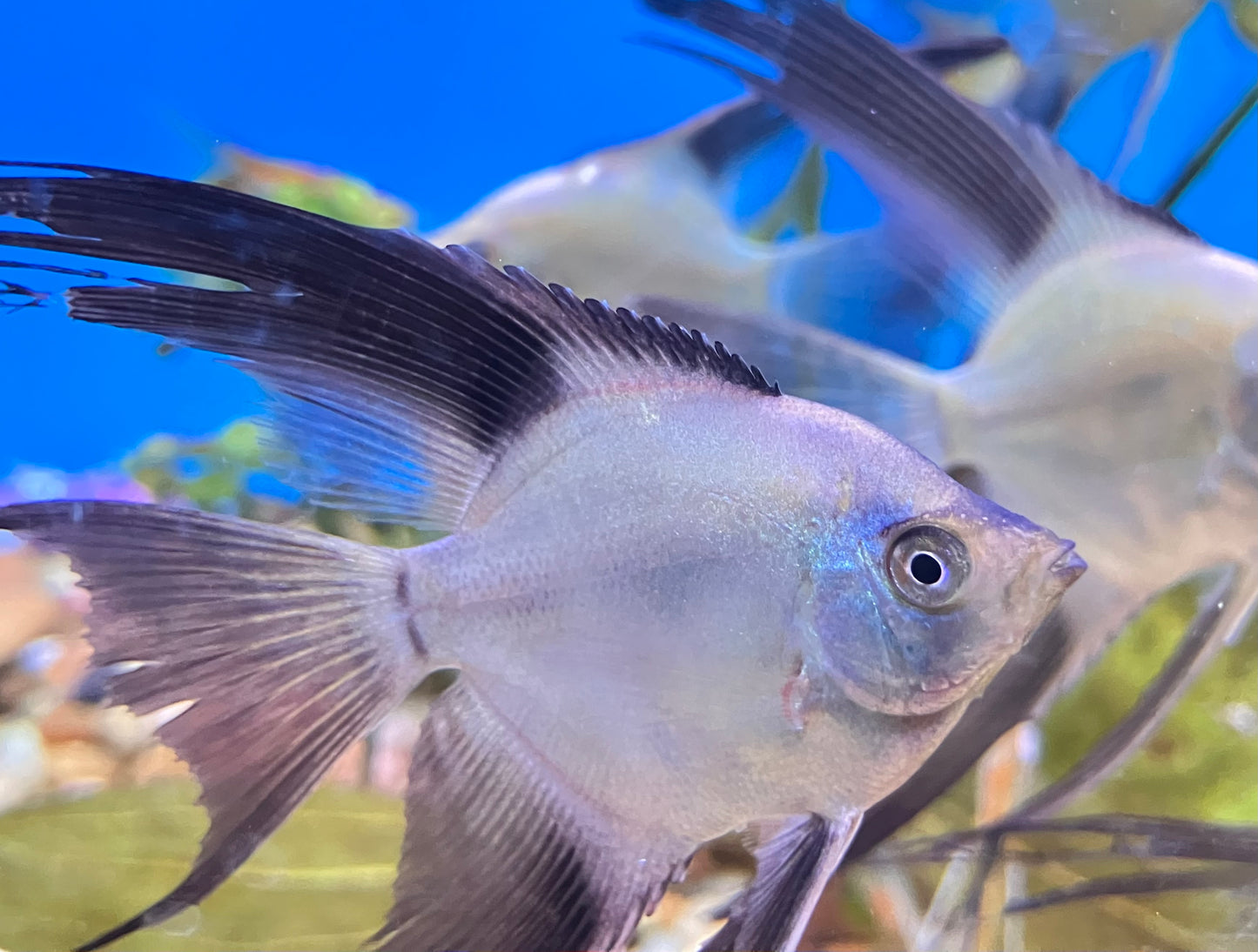 Veil Bulgarian Seal Point Angelfish