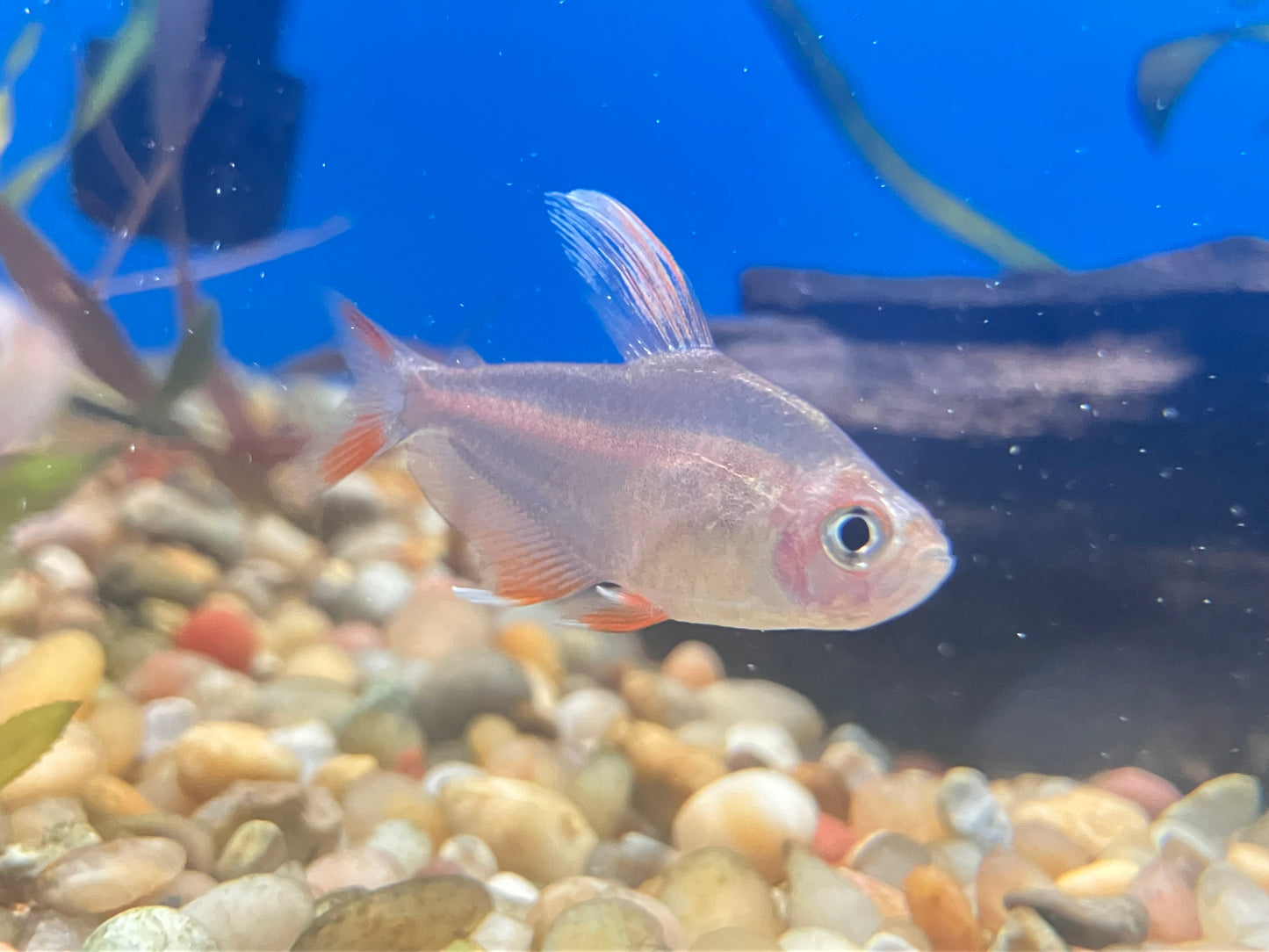 White Fin Ornate Tetra (6-Pack)