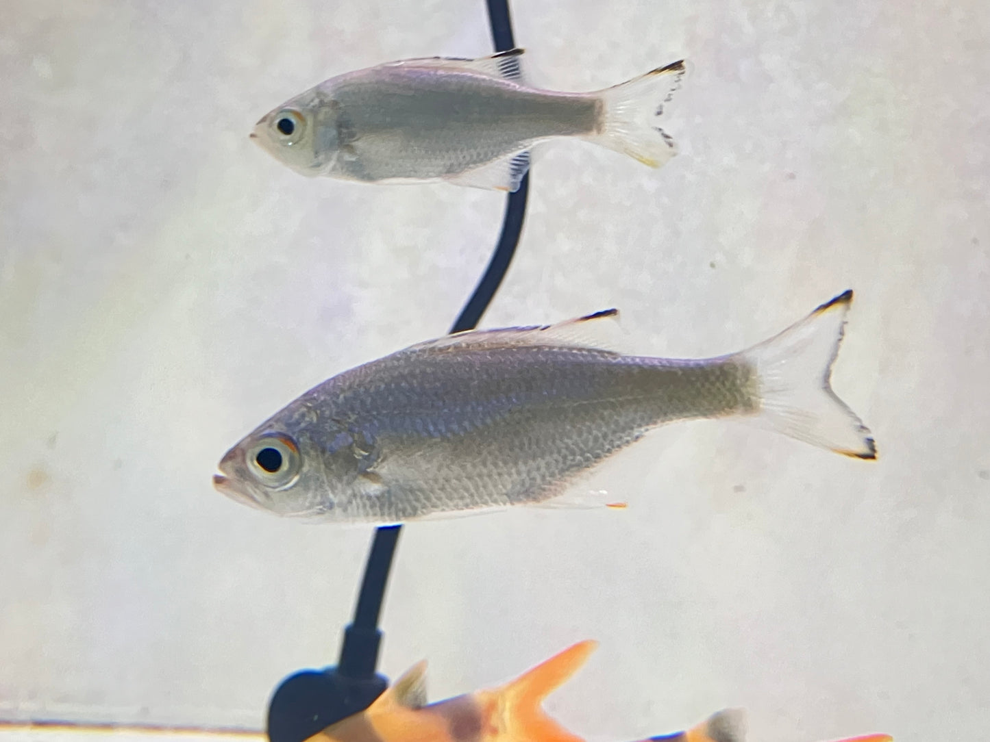 Dark-Margined Flagtail (Kuhlia marginata) 2-3”