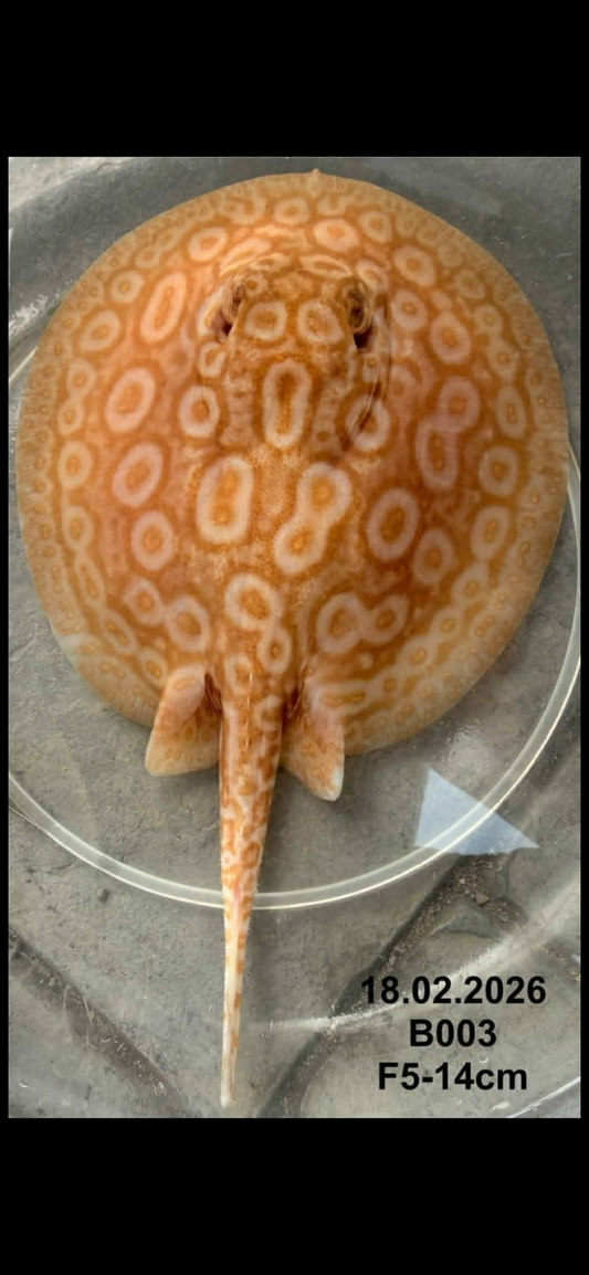 Albino Pearl Stingray ( Female ) -01