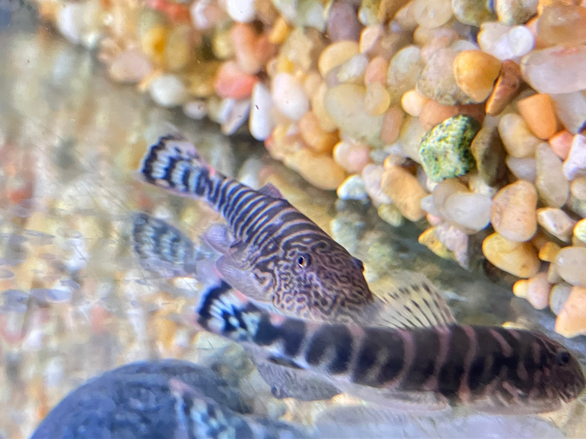 Gastromyzon sp. Filiusia Tigris Lemon Tail Borneo Loach