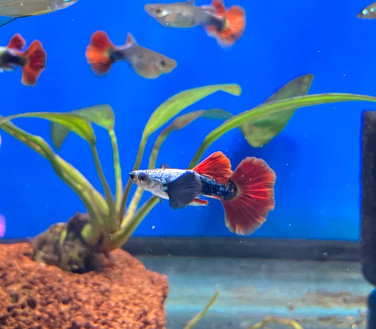 Platinum Redtail Dumbo Ear Guppy (M/F Pair)