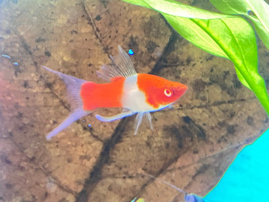 Kohaku Lyretail Swordtail