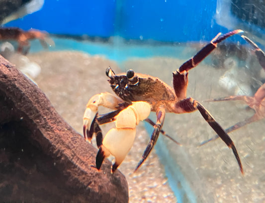 White Claw Towuti Crab
