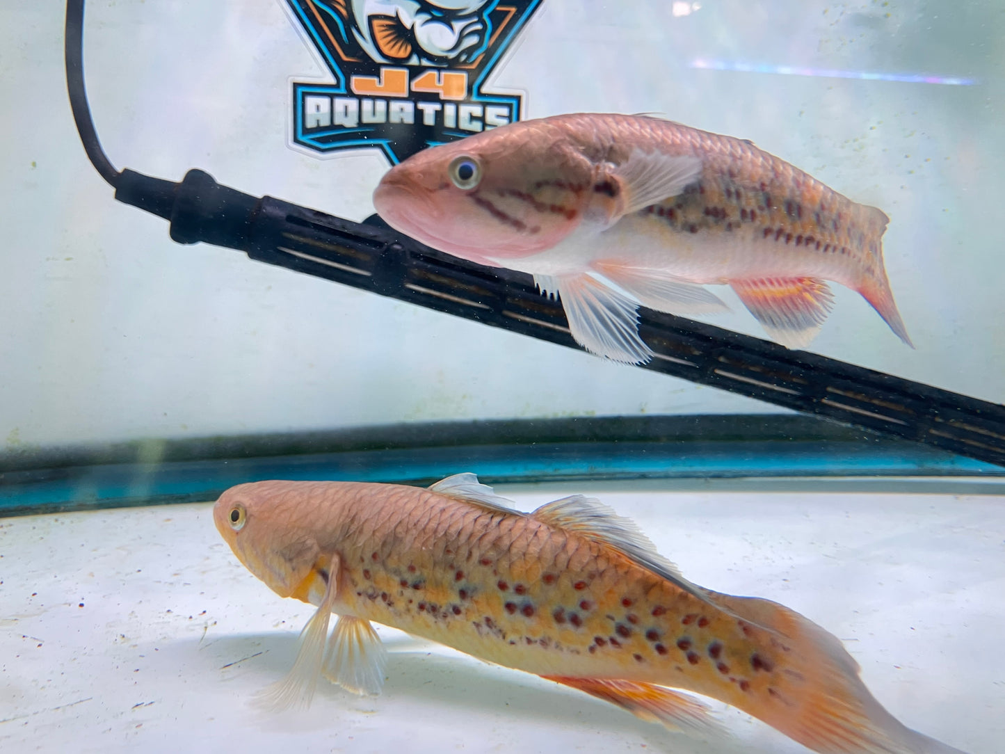 Snakehead Gudgeon (Giuris margaritaceus) 7-8”