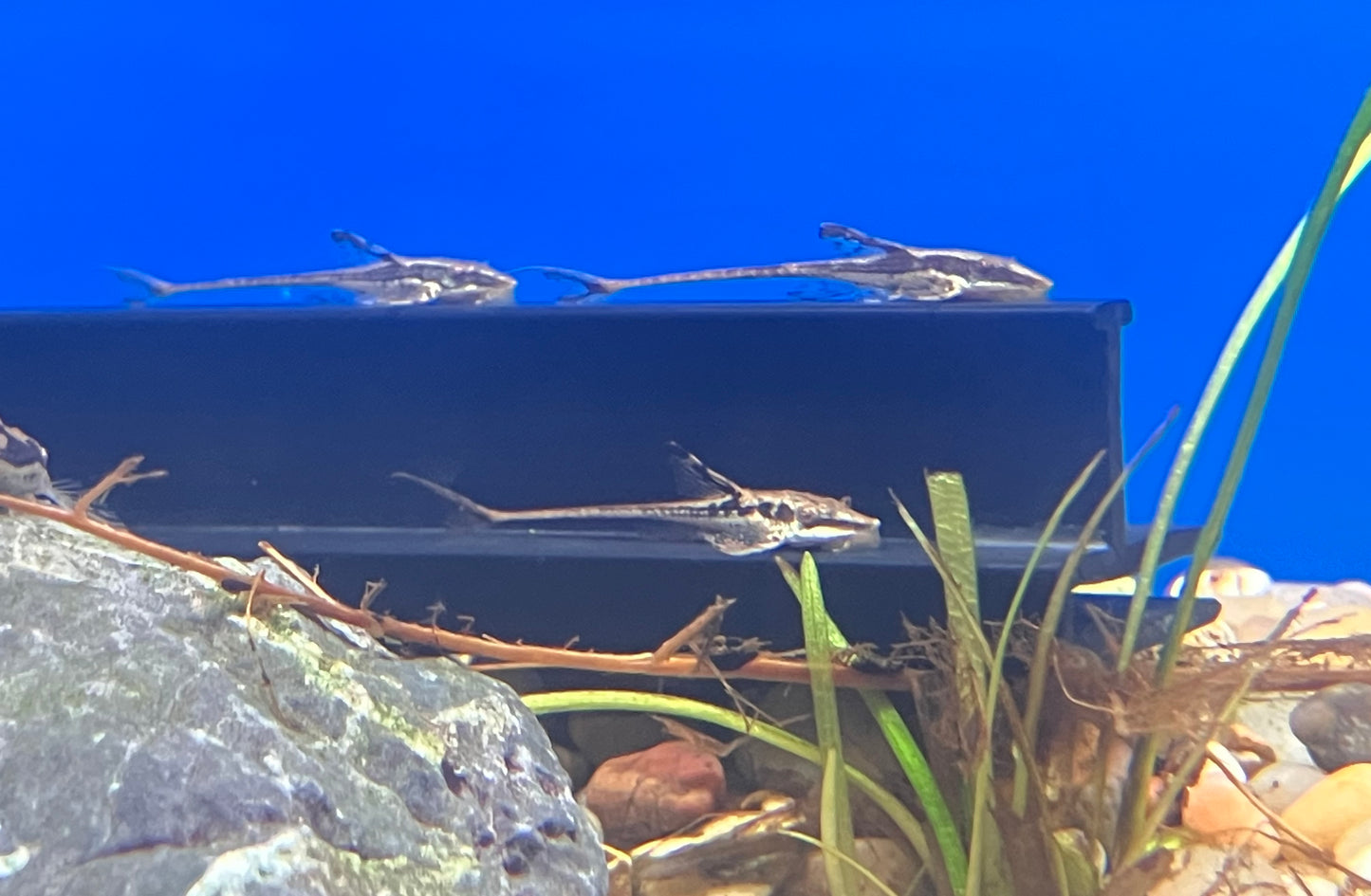 Royal Farlowella Whiptail Catfish (Sturisomatichthys panamensis) 1-1.5”