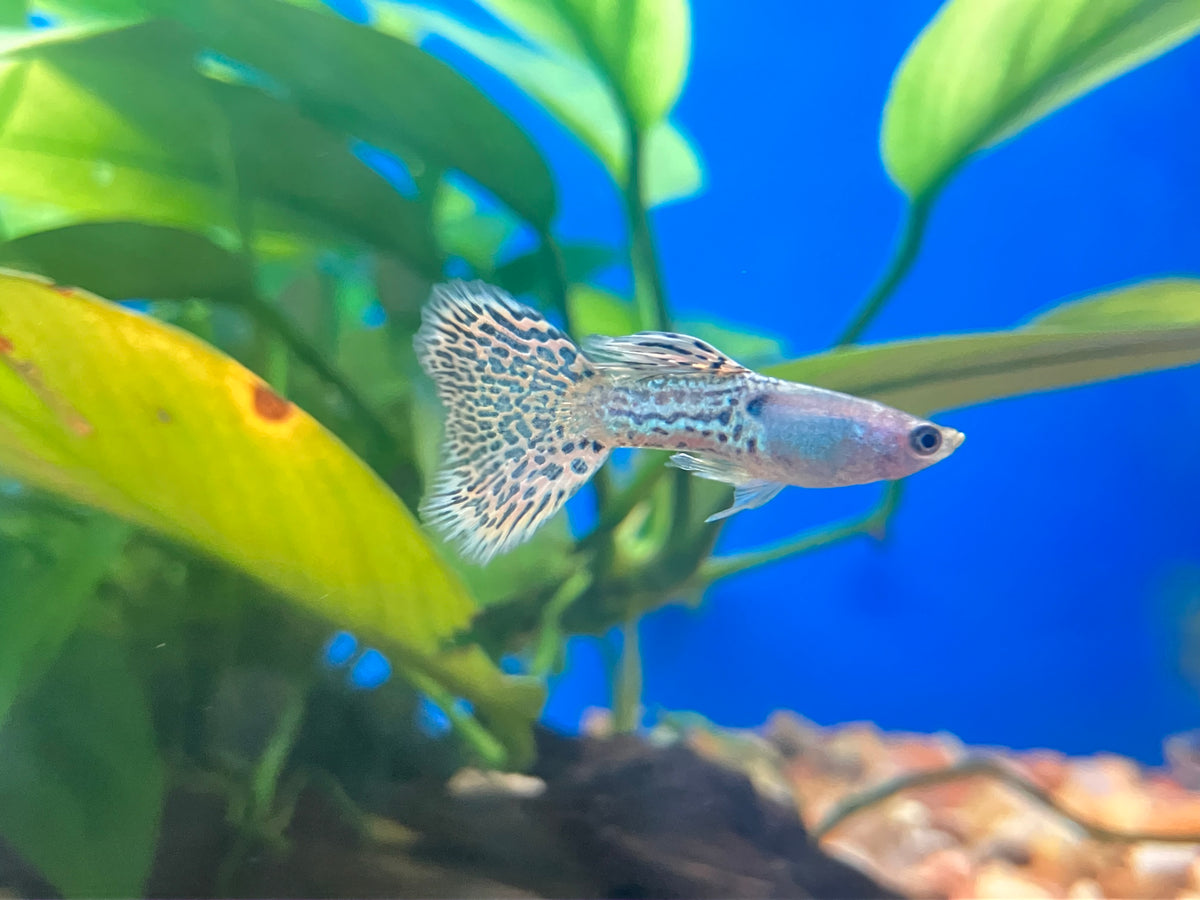 Metal Snakeskin Cobra Guppy (M/F Pair)