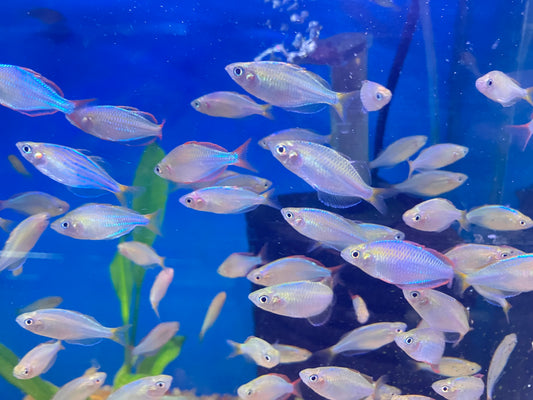 Dwarf Neon Rainbowfish (Melanotaenia praecox) 1-1.5” (3-Pack)