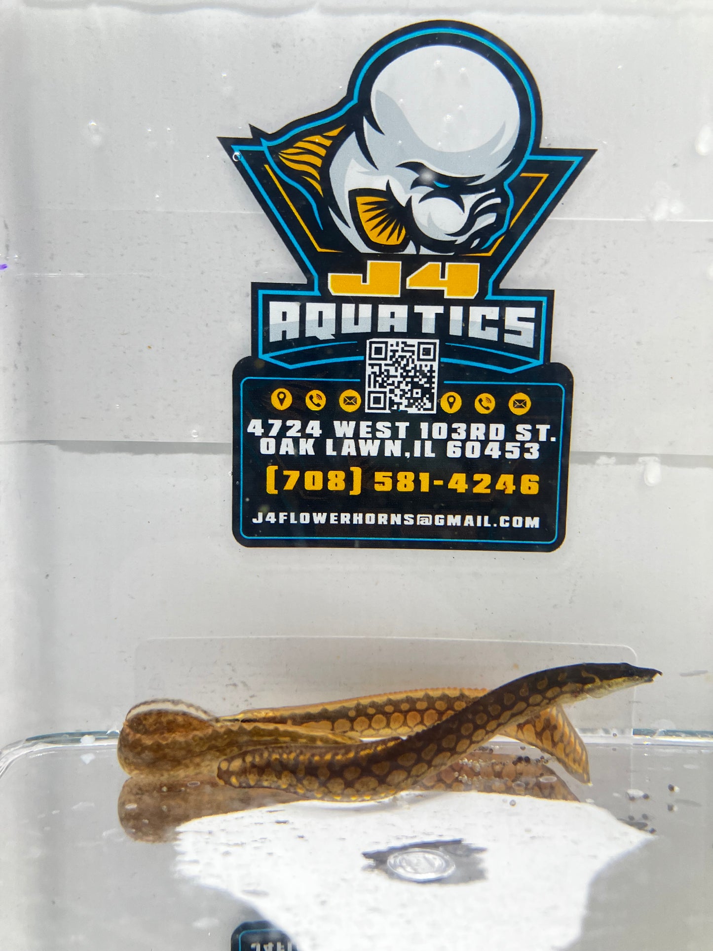 Tire Track Eel (Mastacembelus armatus) 3-4”