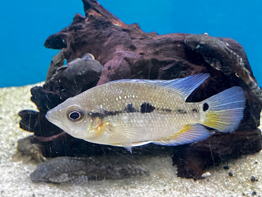 Caquetaia spectabilis (Basketmouth Cichlid) 3-4”
