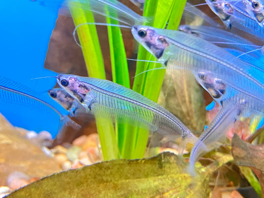 Phantom Glass Catfish (Kryptopterus vitreolus)