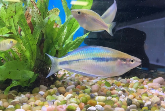 Synergos Rainbowfish (Melanotaenia synergos)