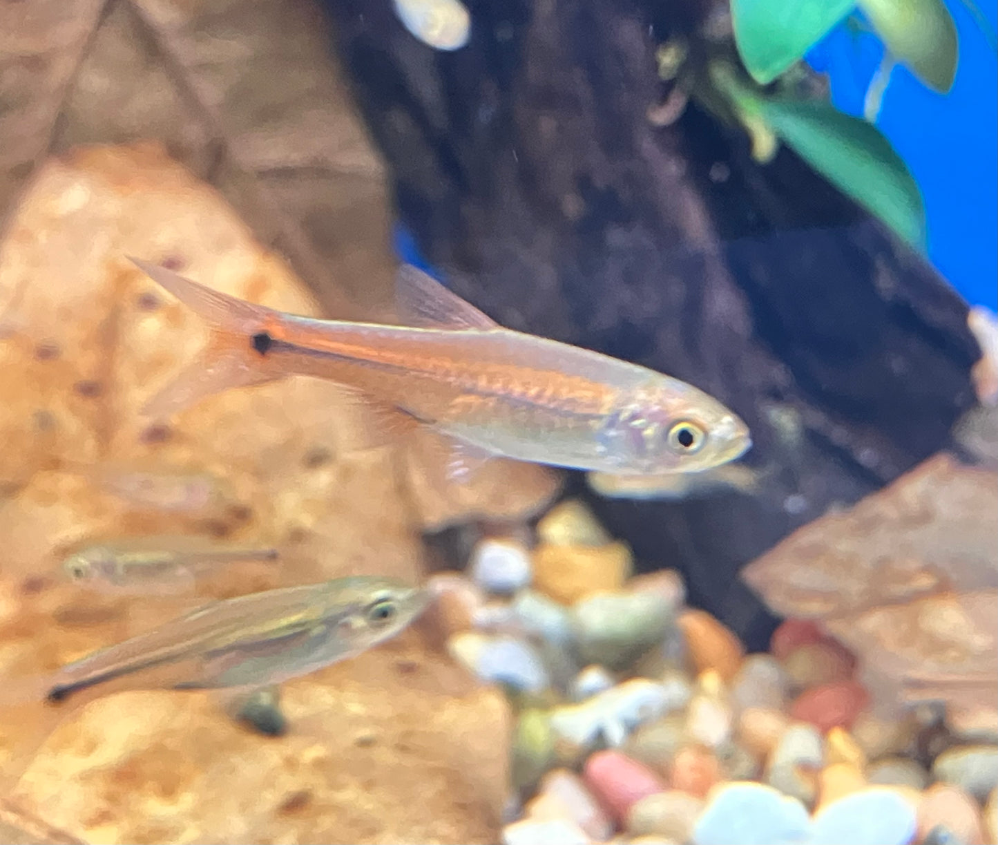 Red Cherry Rasbora (Rasbora lacrimula)  1”  (6-Pack)