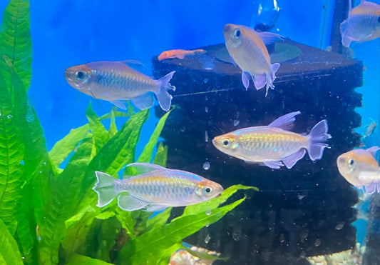 Congo Tetra 2”