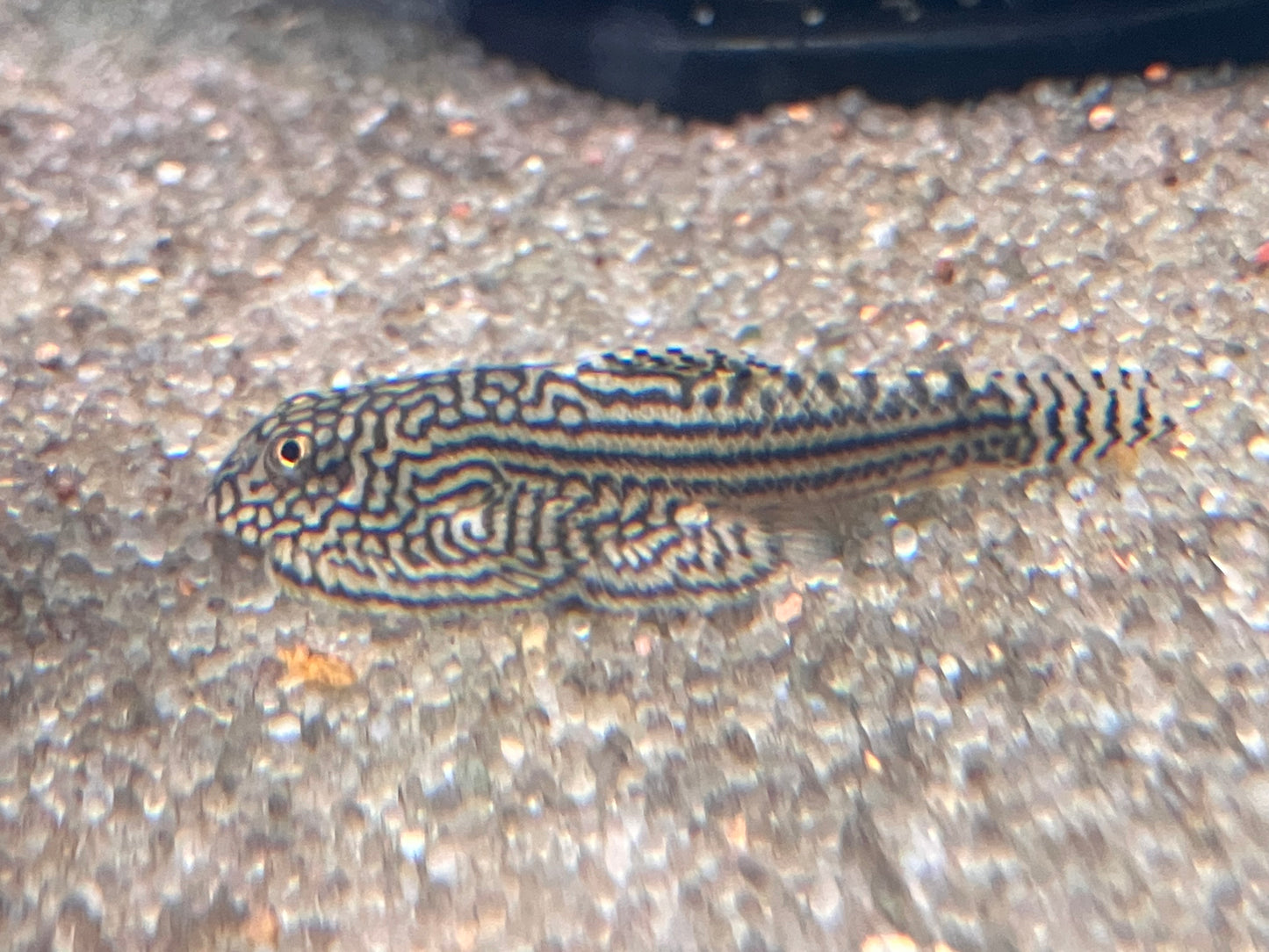 Reticulated Tiger Hillstream Loach (Sewellia lineolata)