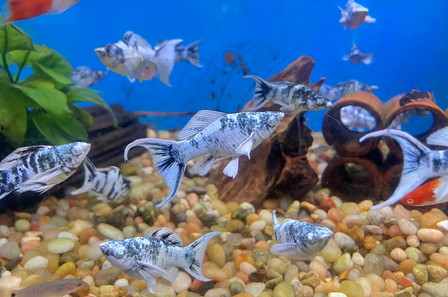 Blue Zebra Lyretail Diamond Eye Molly