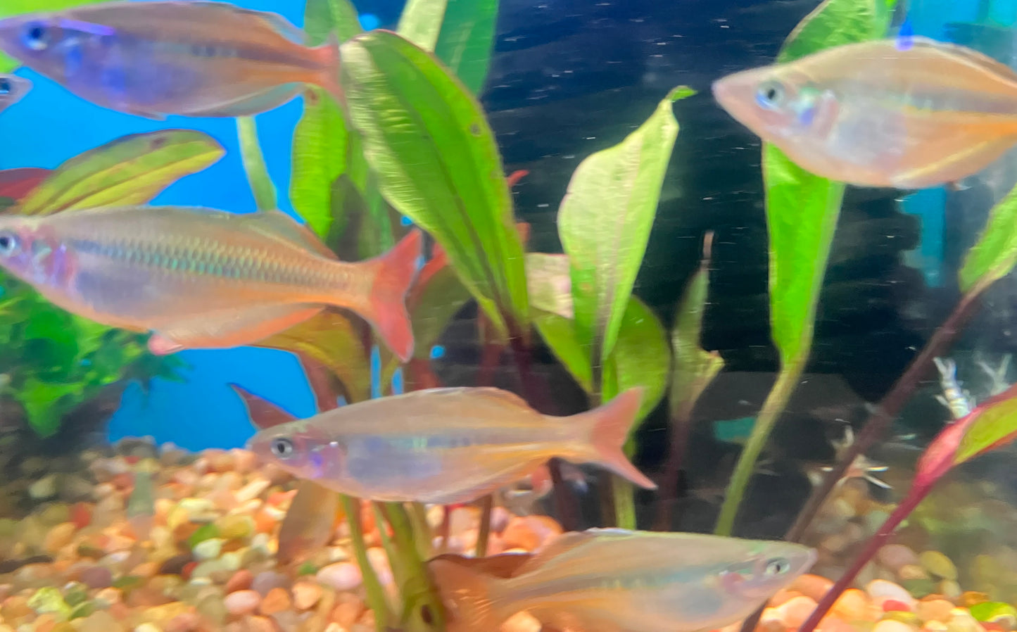 Chilatherina sp. Upper Tor Rainbowfish 2-3”