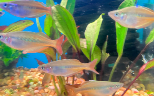 Chilatherina sp. Upper Tor Rainbowfish (3-Pack)