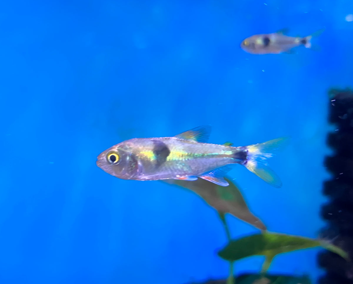 Bucktooth Tetra (Exodon paradoxus) 1-1.5”  (3-Pack)