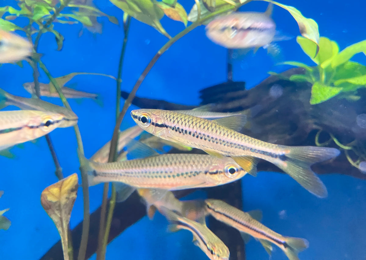 Porthole Rasbora (Rasbora cephalotaenia) 2-3”  (6-Pack)