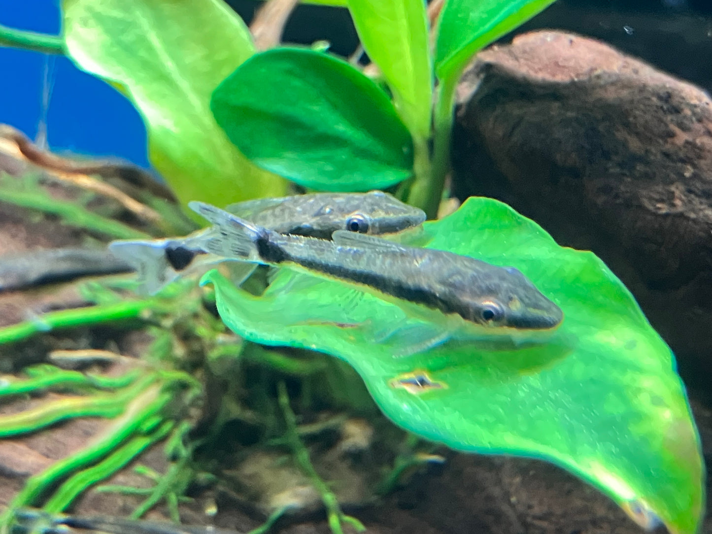 Otocinclus vittatus (10-Pack)
