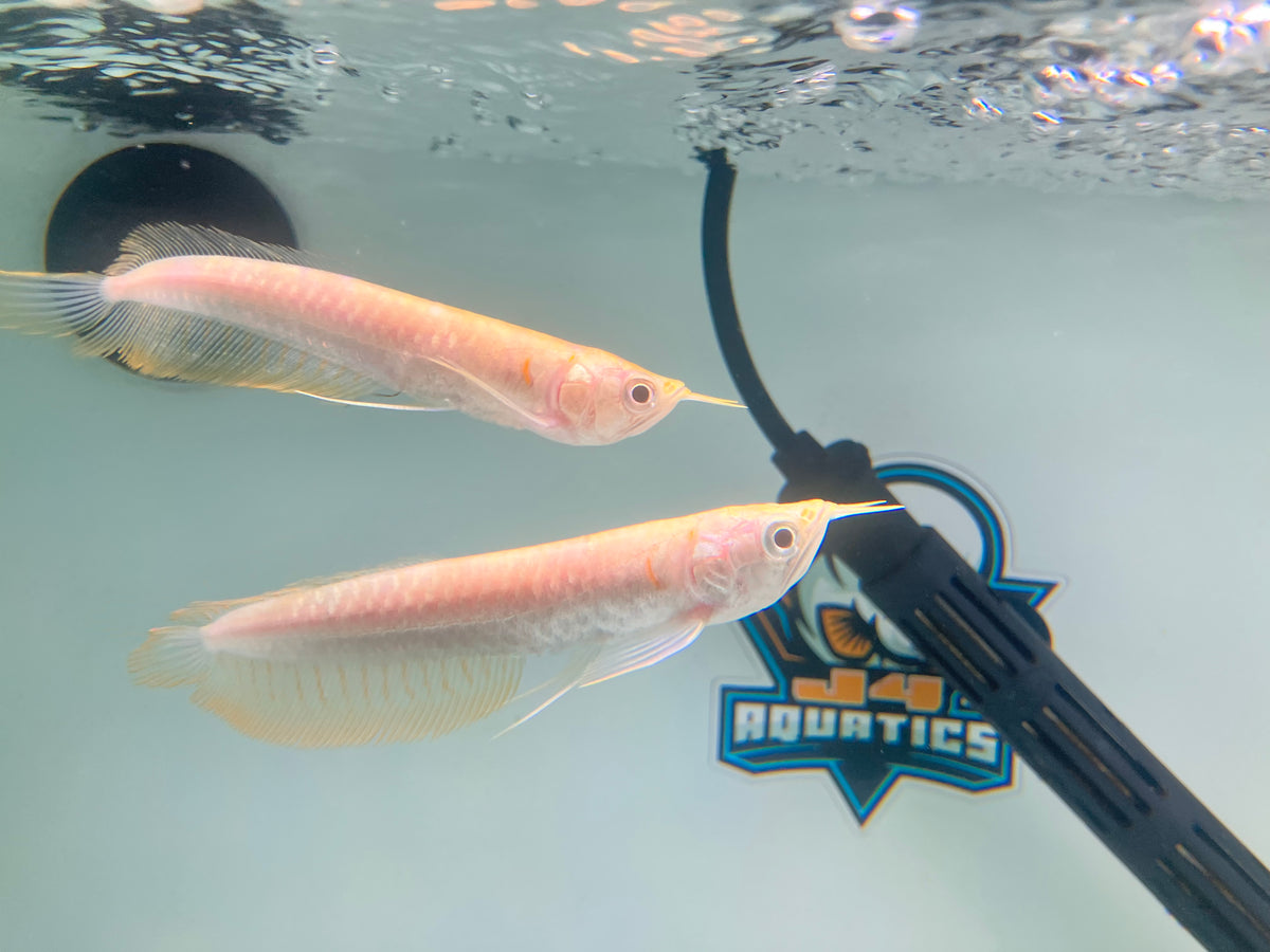 Albino Banana Arowana