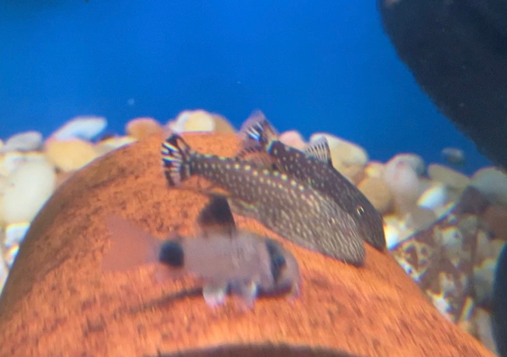 Gastromyzon scitulus - Borneo Hillstream Loach