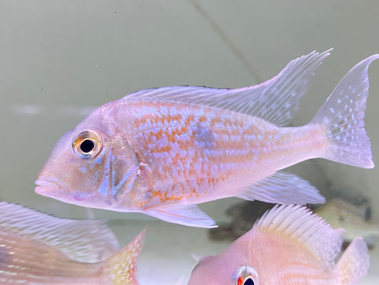 Geophagus Sveni  2-3"