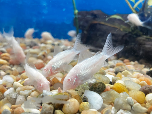 Albino Aeneus Cory
