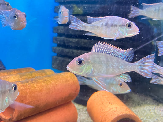 Red Head Tapajos (Geophagus pyrocephalus) 2”