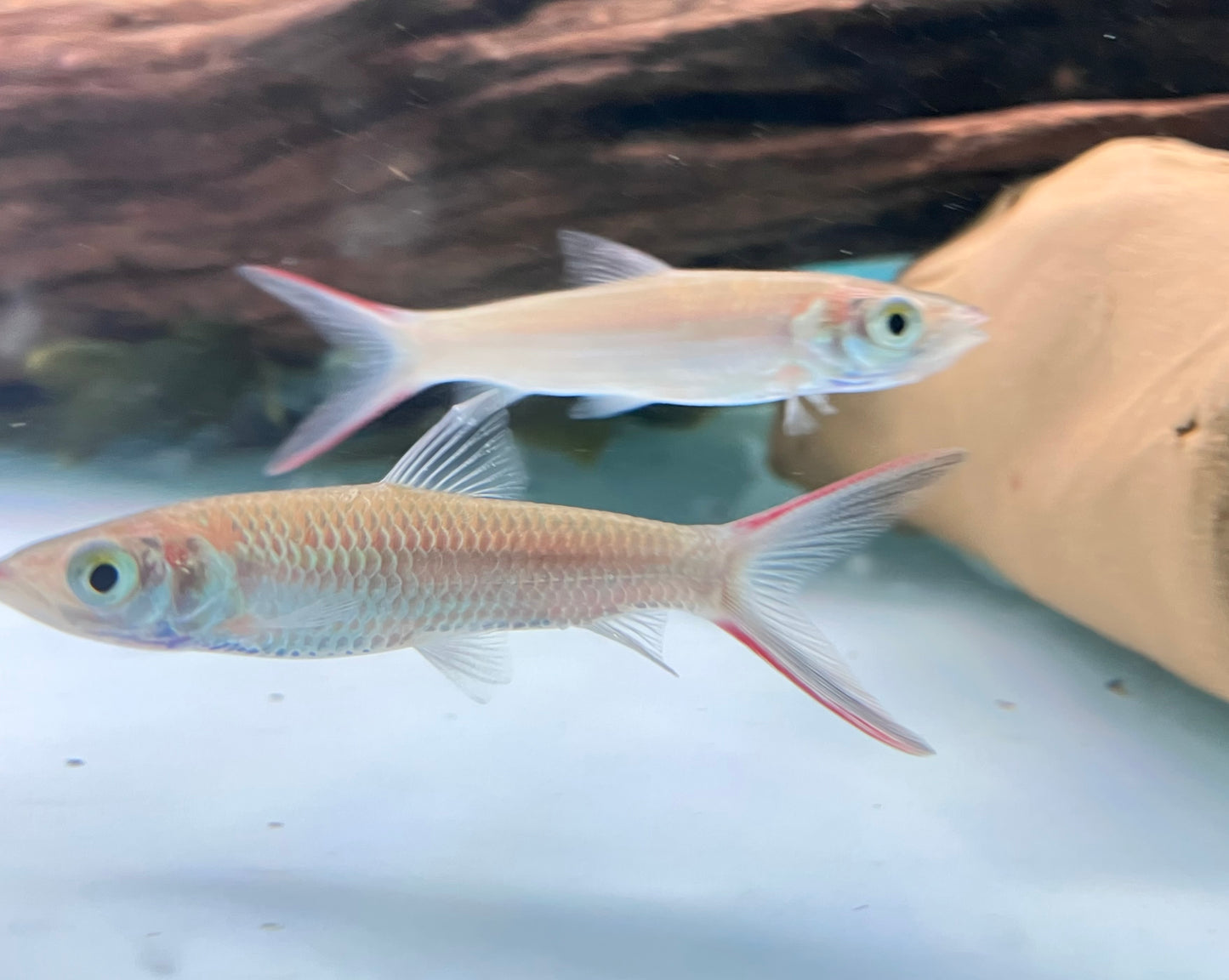 Red Cheeked Sultan (Leptobarbus melanopterus)