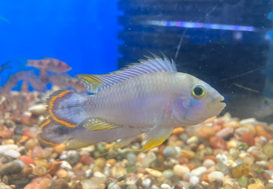 Apistogramma panduro 2”+ (male)