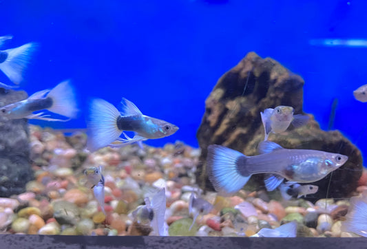 White Tuxedo Guppy (M/F Pair)