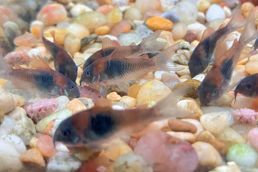Orange Venezuelan Cory (3-Pack)