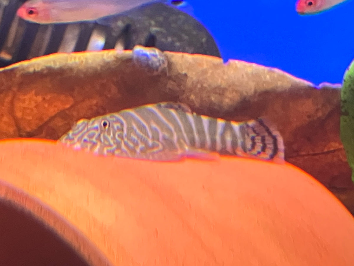 Pink Body Lepidogaster Borneo Loach (Gastromyzon lepidogaster var. “Pink”