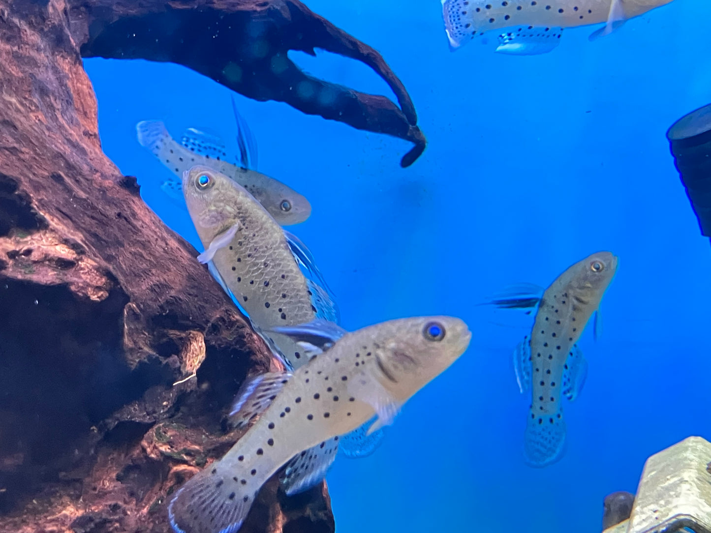 Knight Goby (Stigmatogobius sadanundio)