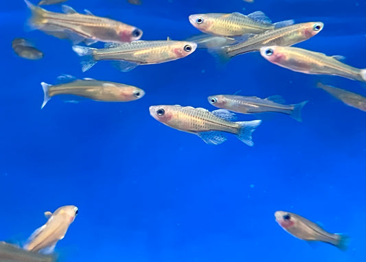 Gertrude’s Spotted Blue Eye Rainbowfish (3-Pack)