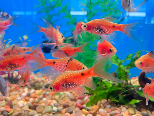 Slayer Red Rosy Barb