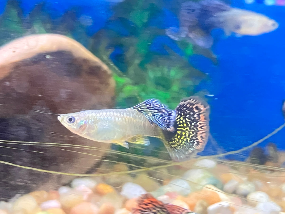Red Dragon Halfmoon Guppy (M/F Pair)