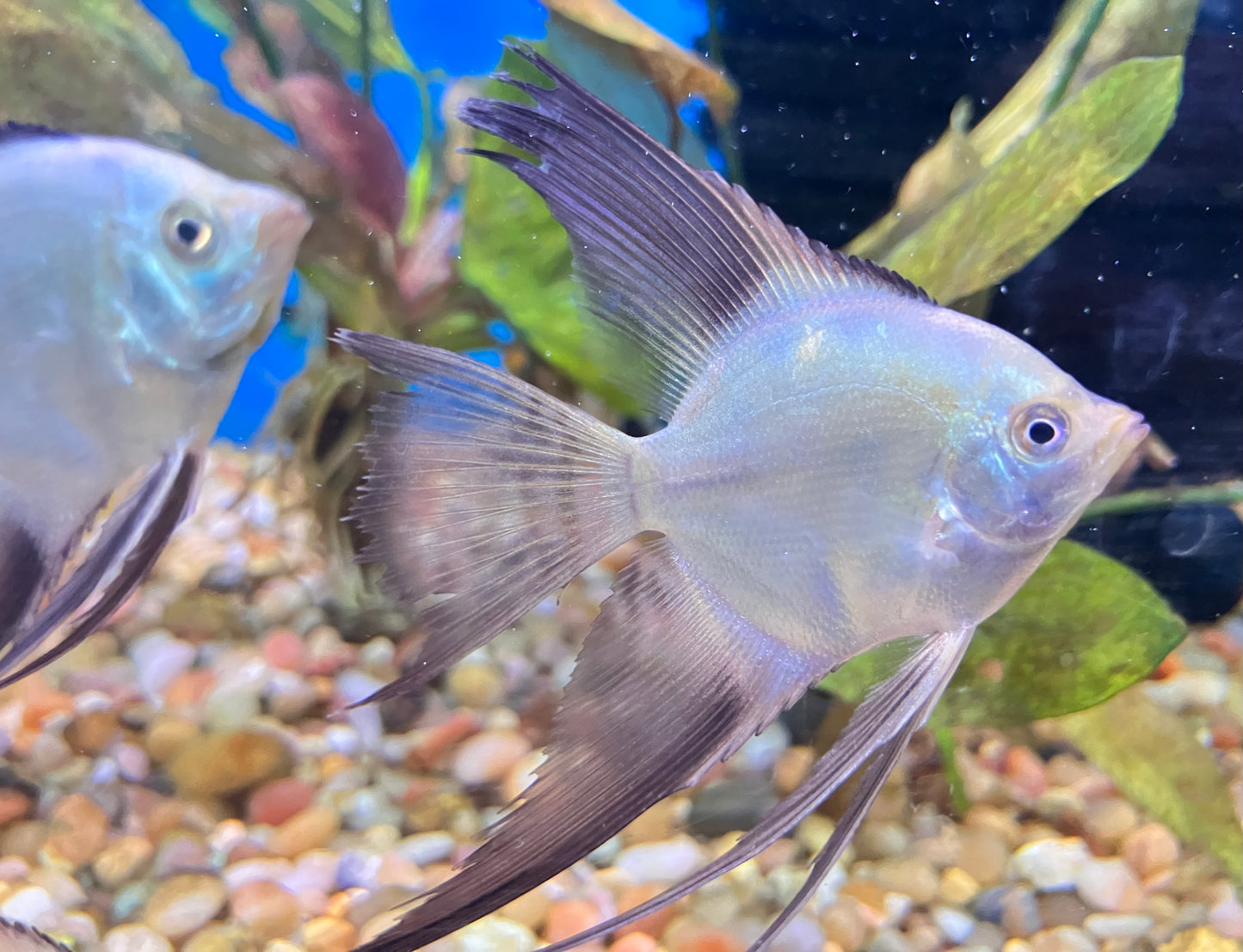 Veil Bulgarian Seal Point Angelfish